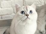 Sapphire - Colorpoint Shorthair Cat For Sale - Cherkasy, Cherkasy Oblast, UA