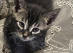 Blue Eyes - Bengal Kitten For Sale - Concord, NH, US