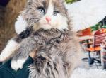 Pure Main Coon female - Maine Coon Kitten For Sale - FL, US