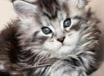 Solomon - Maine Coon Kitten For Sale - Brooklyn, NY, US