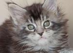 Sofia - Maine Coon Kitten For Sale - Brooklyn, NY, US