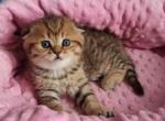 Masha - Scottish Fold Kitten For Sale - Los Angeles, CA, US