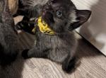 Russian Siamese - Siamese Kitten For Sale - 