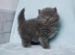 Hilton - British Shorthair Kitten For Sale - Hollywood, FL, US