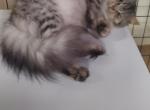 Floof - Siberian Cat For Sale - Bellingham, WA, US