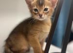 Lily - Abyssinian Kitten For Sale - Dallas, TX, US