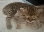 Gucci X Mila Litter - Savannah Kitten For Sale - 