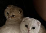 Tiny - Scottish Fold Cat For Sale - PA, US