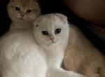 Tiny - Scottish Fold Kitten For Sale - 