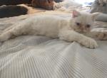 Adam - Selkirk Rex Cat For Sale - Rugby, ND, US