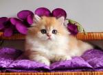 Plushka - British Shorthair Kitten For Sale - Hollywood, FL, US