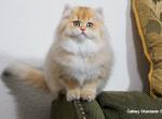 Shantaren Shakh Bihter ny11 color longhair - British Shorthair Kitten For Sale - San Francisco, CA, US