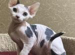 Lika - Devon Rex Cat For Sale - Norwalk, CT, US