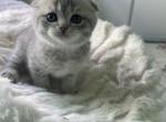 Monica female SF - Scottish Fold Kitten For Sale - San Diego, CA, US