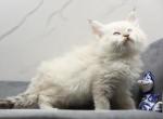 Rubic of RomanovCats - Siberian Kitten For Sale - Ashburn, VA, US