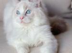 Buding - Ragdoll Cat For Sale - 