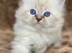 Siberian Neva Masquerade male kittens - Siberian Kitten For Sale - 