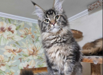 Joker - Maine Coon Cat For Sale - Brighton, CO, US