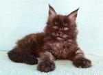 Helsy - Maine Coon Kitten For Sale - Miami, FL, US