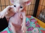 Peaches - Peterbald Cat For Sale - Springfield, MO, US