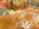 Maine Coon Red Tabby Male - Maine Coon Kitten For Sale - Waukesha, WI, US