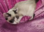 Babydoll and jumi  litter - Polydactyl Kitten For Sale - 