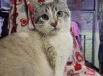 Sammy - Snowshoe Cat For Sale - Waupaca, WI, US
