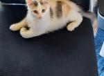 Sasha - American Shorthair Kitten For Sale - The Bronx, NY, US