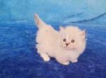 Lulu - Munchkin Kitten For Sale - Knoxville, TN, US