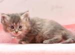 Tulsa CFA certified - Siberian Kitten For Sale - Ashburn, VA, US