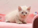 Poet of RomanovCats - Siberian Kitten For Sale - Ashburn, VA, US