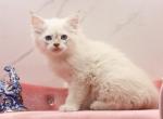 Ontario Of RomanovCats - Siberian Kitten For Sale - Ashburn, VA, US