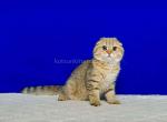 He looks like a cheetah Hammer scottish fold gold - Scottish Fold Kitten For Sale - CA, US