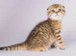 Hildim leopard cheetah cub scottish fold tabby - Scottish Fold Kitten For Sale - Dallas, TX, US