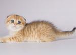 Hloter scottish fold golden tabby chinchilla boy - Scottish Fold Kitten For Sale - Dallas, TX, US