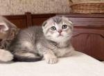 Luke scottish fold boy blue ticked - Scottish Fold Kitten For Sale - Dallas, TX, US