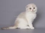 Bouvardia scottish fold baby girl lilac bicolor - Scottish Fold Kitten For Sale - Dallas, TX, US