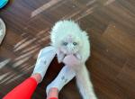 Cute ragdoll boys - Ragdoll Kitten For Sale - Fairfax, VA, US