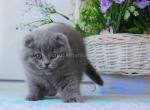 Abe blue solid teddy bear chunky baby boy - Scottish Fold Kitten For Sale - 