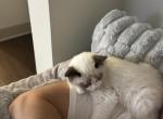 Sunshine ragdoll kitty - Ragdoll Kitten For Sale - Jersey City, NJ, US