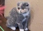 Dilute calico tricolor blue cream scottish fold - Scottish Fold Kitten For Sale - CA, US