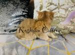 Beauty - Scottish Straight Kitten For Sale - New Prague, MN, US