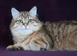 SWEETHEART LADY LYUMUR - Siberian Kitten For Sale - NY, US