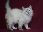 FYODOR IZ TVERSKOGO KNYAZHESTVA - Siberian Kitten For Sale - NY, US