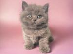 Bluebell - British Shorthair Kitten For Sale - Hershey, PA, US