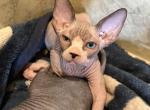 King1 - Sphynx Kitten For Sale - Newalla, OK, US