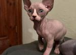 Archie - Sphynx Kitten For Sale - Newalla, OK, US