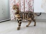 GDaizi - Bengal Kitten For Sale - Norwalk, CT, US