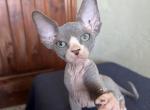 Tommy - Sphynx Kitten For Sale - Newalla, OK, US