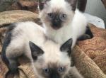 Solkbell - Siamese Kitten For Sale - CO, US